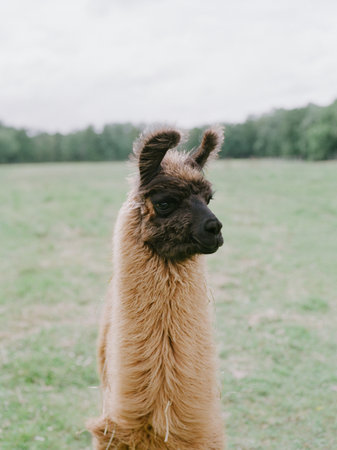 A llama poses calmly in an open field, surrounded by lush greenery and a tranquil atmosphere.