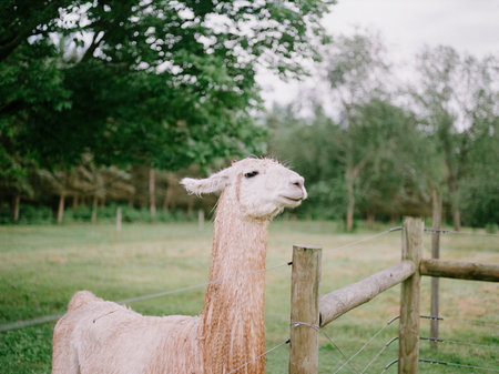 A calm llama stands by a wooden fence, surrounded by greenery in a peaceful pasture on an overcast day.の写真素材