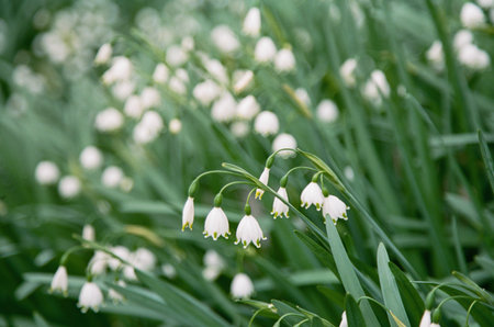 Snowdrop flowers bloom gracefully among vibrant green leaves in a garden, symbolizing the arrival of...