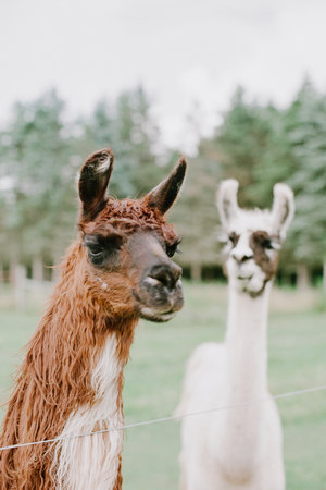 Two llamas are posed closely together in a green meadow, surrounded by trees on a beautiful afternoon.の写真素材