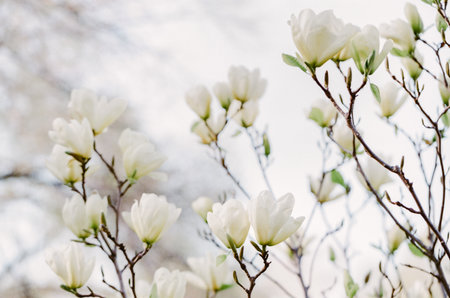 Beautiful white magnolia flowers bloom on branches, showcasing spring's arrival in a tranquil garden...