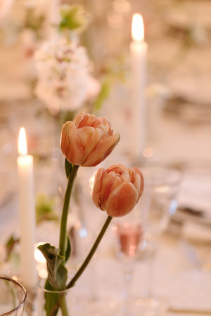 Two soft pink tulips are illuminated by candlelight at an intimate evening gathering, creating a warm ambiance.の写真素材