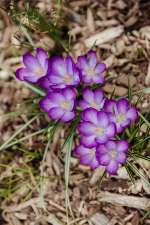 Bright purple crocuses pop against green grass and mulch, highlighting spring's beauty in full sunlight.の写真素材