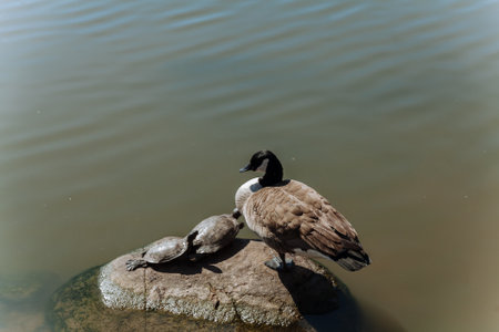 A Canada goose perches on a rock next to a turtle, both enjoying the peaceful waters under bright sunlight.の写真素材