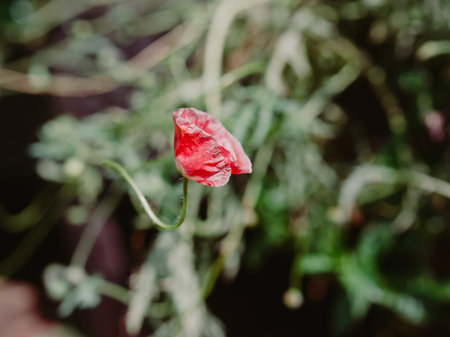 A striking red poppy flourish stands out amidst green plants on a bright day in a tranquil outdoor setting.の写真素材