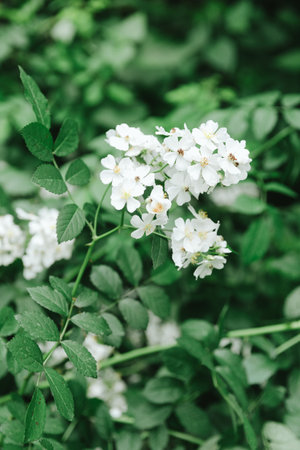 Delicate white flowers thrive surrounded by vibrant green leaves in a peaceful outdoor setting.の写真素材