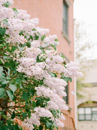 Lilac flowers in full bloom alongside a brick building create a vibrant spring atmosphere.の写真素材