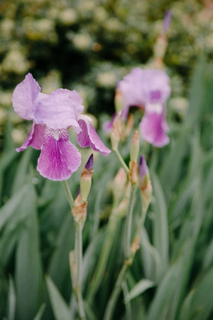 Delicate purple iris flowers flourish among verdant foliage in a serene garden setting during the...