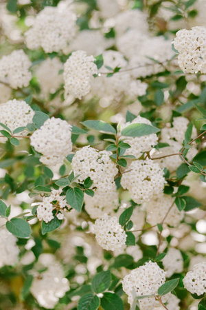 White flowers flourish on green foliage, creating a vibrant display of nature's beauty in a spring garden.の写真素材