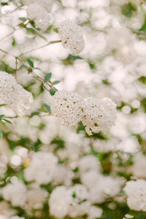 Bright clusters of white flowers flourish amidst lush greenery in a vibrant spring garden.の写真素材