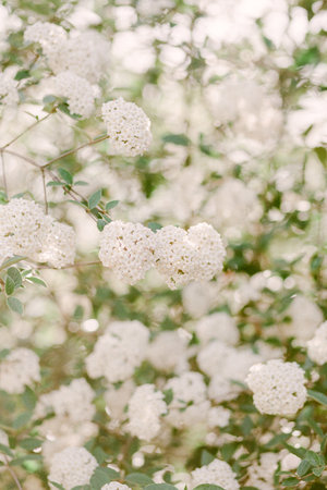 Delicate white flowers cover lush green shrubs, radiating beauty in a peaceful garden setting during the spring.の写真素材