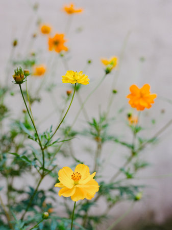 Vibrant yellow flowers thrive in a garden setting on a clear spring day.の写真素材