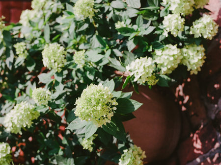 Lush hydrangea plants burst with blooms in a terracotta pot, adding beauty to the sunny outdoor...