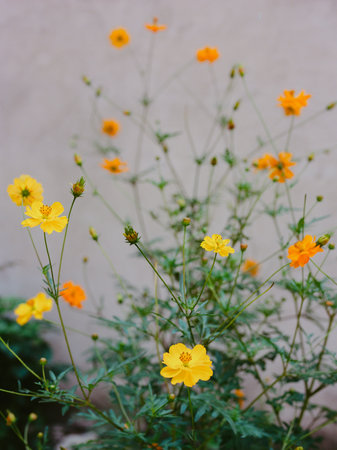 Colorful flowers flourish in a garden, showcasing vibrant yellow and orange petals under clear blue sky.の写真素材