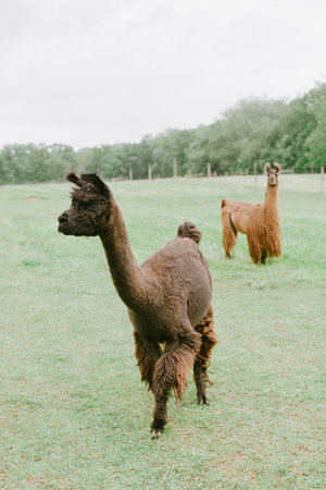 Two llamas roam freely in a spacious green field under overcast skies, enjoying their natural habitat.の写真素材
