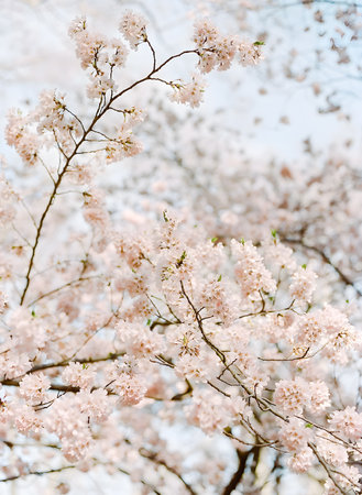 Delicate pink cherry blossoms fill the branches, creating a picturesque view under a clear blue sky.