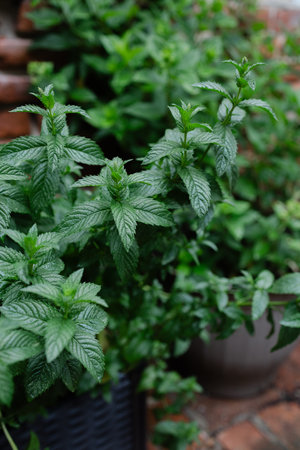 Lush green mint plants grow abundantly in a garden setting under soft natural light.