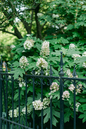 Beautiful hydrangeas with white blossoms surround a black iron fence in a vibrant garden setting.の写真素材
