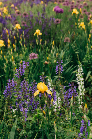 Spring flowers bloom in a garden featuring yellow irises and purple varieties, creating a stunning...
