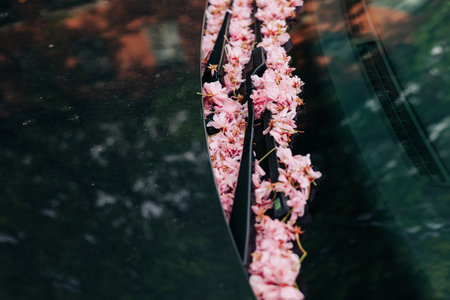 Cherry blossom petals spread across a sleek dark surface create a beautiful contrast in a serene outdoor environment.の写真素材