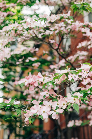 Delicate pink flowers flourish on a tree against the backdrop of city buildings in spring.の写真素材