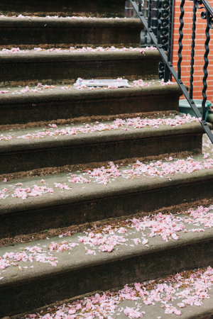Pink cherry blossom petals cover stone steps, creating a beautiful spring atmosphere in an urban...