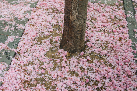 Pink cherry blossom petals blanket the ground around a tree, marking the beauty of springtime in the park.の写真素材