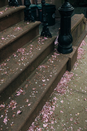 Delicate pink cherry blossom petals cover stone steps and pavement, highlighting the beauty of spring in the city.の写真素材