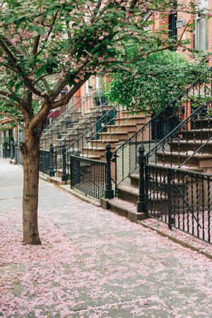 Cherry blossoms flutter down as a tree stands beside quiet stairs, creating a serene atmosphere in the city.の写真素材