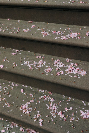 Delicate pink cherry blossom petals cover the stone steps, adding a touch of beauty to the park during springtime.の写真素材