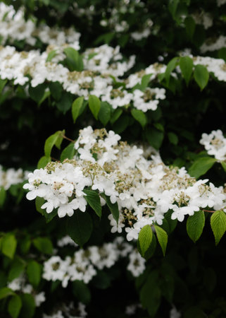 Beautiful clusters of white flowers bloom among vibrant green leaves on a sunny day in spring.