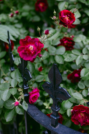 Red roses flourish against a black wrought iron fence, showcasing nature's beauty in a spring...