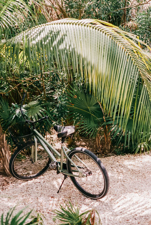 A bicycle rests quietly under the shade of palm leaves in a serene garden filled with vibrant greenery.の写真素材