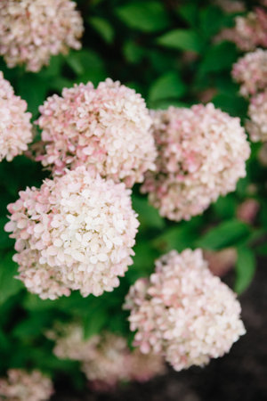 Delicate hydrangea flowers display soft pink and white tones in a lush garden during the warm spring season.の写真素材