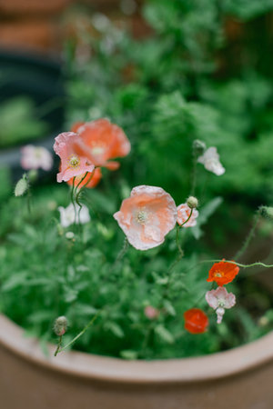 Delicate poppy flowers showcase vibrant colors in a lush garden pot during a sunny day of spring.の写真素材