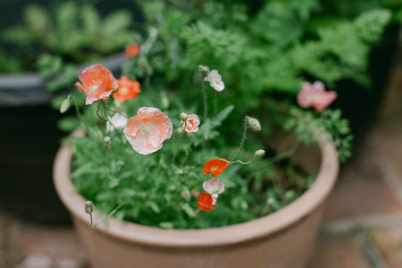 Bright poppies in various colors flourish in a garden pot, adding charm and color to the outdoor space during spring.の写真素材