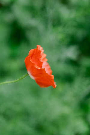 A vibrant red poppy stands tall with delicate petals amidst lush green foliage in a garden.の写真素材