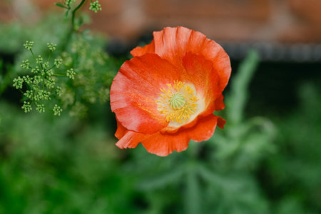 A vibrant orange poppy flower opens among green foliage in a garden full of spring colors and life.の写真素材