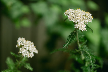Delicate white wildflowers thrive with vibrant green foliage, showcasing nature's beauty in a serene garden setting.の写真素材