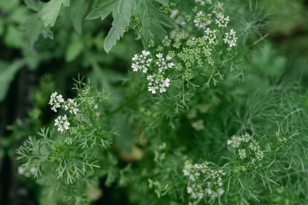 Coriander plants thrive with clusters of small white flowers in a lush green garden setting.の写真素材