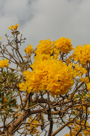 Vibrant clusters of yellow flowers flourish on branches, adding color to the tranquil landscape...