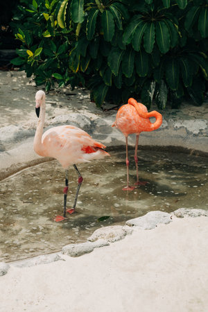 Two flamingos stand in shallow water, one wading while the other preens, set in a lush tropical environment.の写真素材