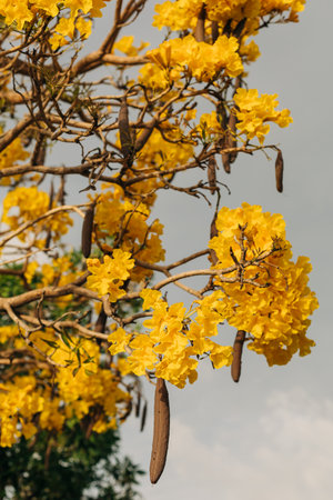 Vibrant yellow flowers hang from branches, creating a beautiful contrast against the cloudy sky.