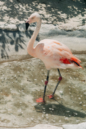 A pink flamingo wades through shallow water, showcasing its vibrant feathers and elegant posture in nature.の写真素材