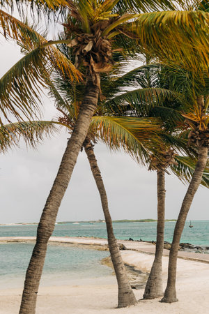 Palm trees stand tall by the serene beach, swaying gently in the breeze near the calm turquoise waters.の写真素材
