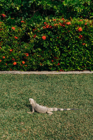 A green iguana moves across a lush garden with colorful flowers under bright sunlight in the...