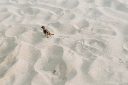 A small bird explores the gentle sand surface at a tropical beach under a clear sky on a sunny day.の写真素材