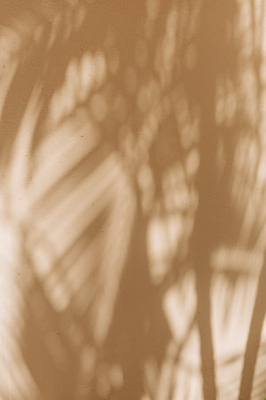 Sunlight filters through palm leaves, casting beautiful shadows on a light-colored wall in a serene setting.の写真素材