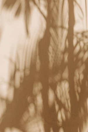Tropical plant shadows produce an intricate pattern against a sunlit wall during a warm afternoon.