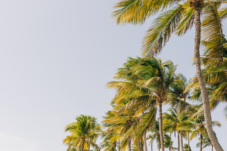 Tall palm trees sway in sunlight on a calm tropical beach, creating a serene spot for relaxation.